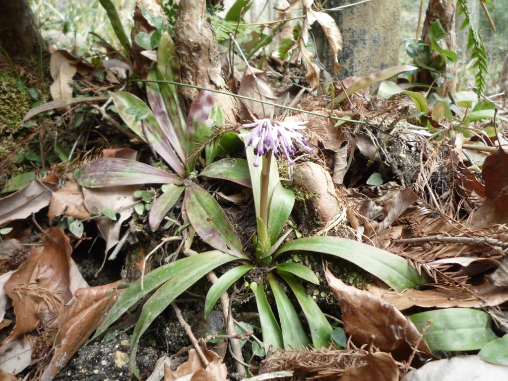 そろそろ咲き始めたショウジョウバカマの花