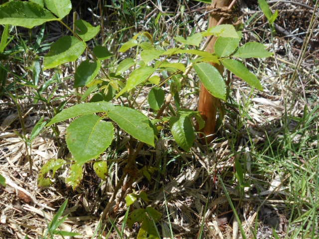 植栽後のオニグルミの様子