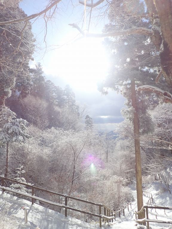 晴れてきました。樹氷がきれい。