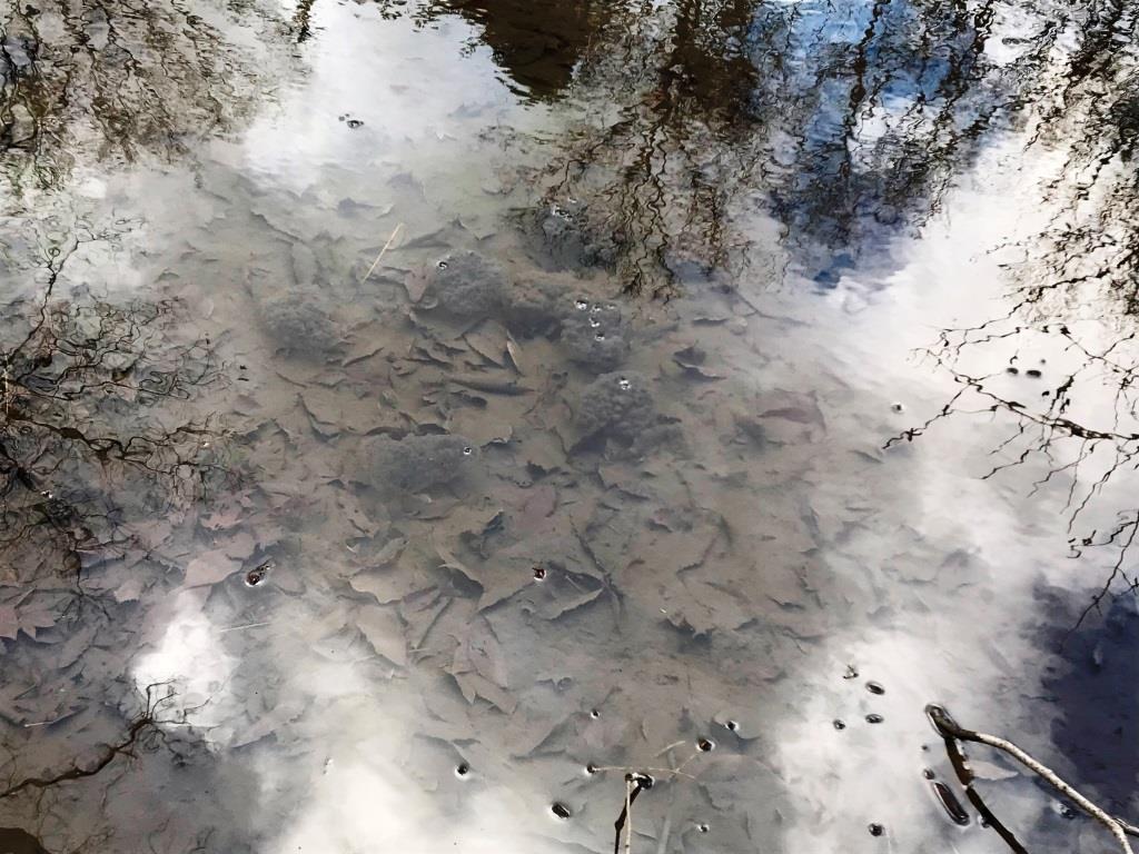 さんさくの池_氷が溶けた後の卵塊