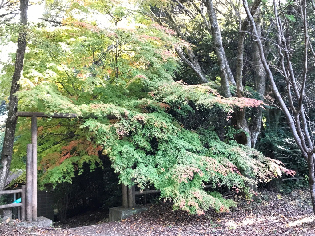 草原広場のモミジ