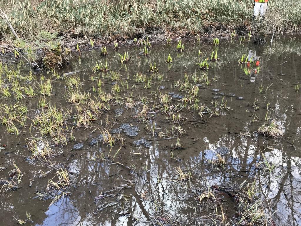 さんさくの池_氷が溶けた後の卵塊