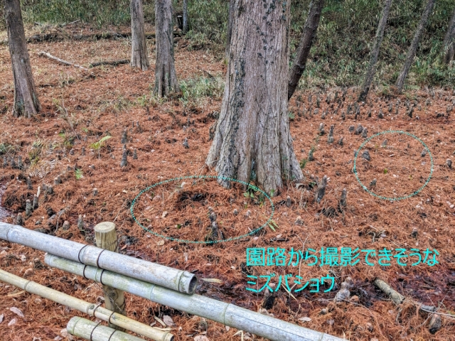 八ッ橋湿地帯の景観整備（撮影ポイント）