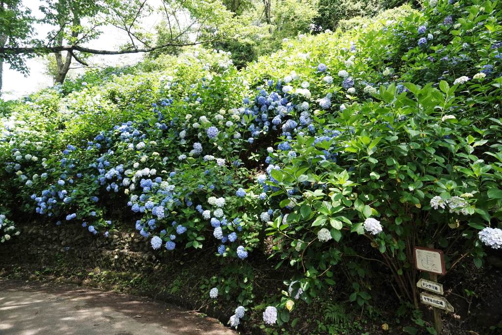 写真１．ホンアジサイの巨大なウォール