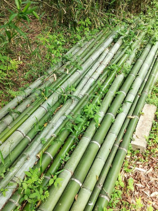 作業：これまで切った竹材の集積