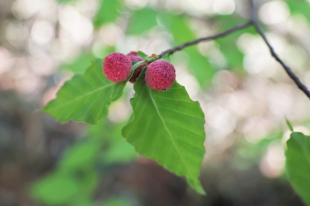 写真１a ブナの赤い実（直径6mmくらい）