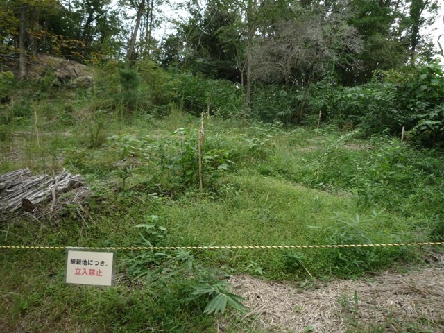 植樹地の下草刈り後