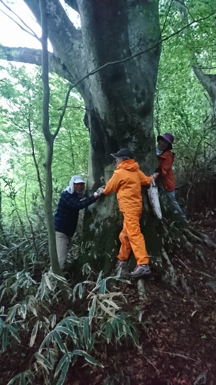 山頂近くのブナの大木　