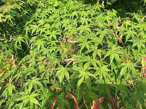 モミジの翼果
