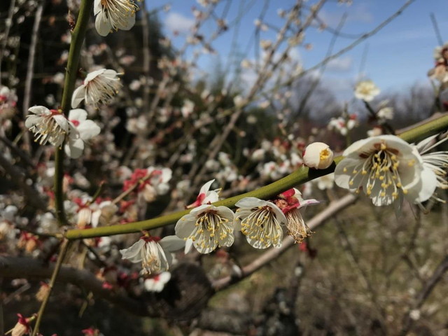 ウメの花