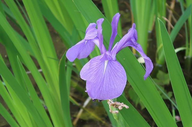 カキツバタ