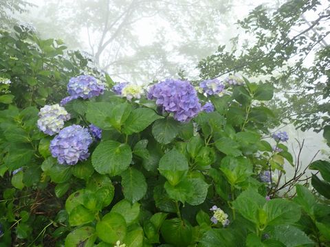 霧がかっていて神々しく見えますね