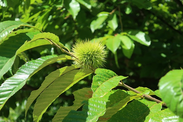 クリ