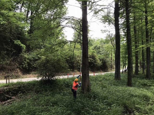 八ツ橋作業中