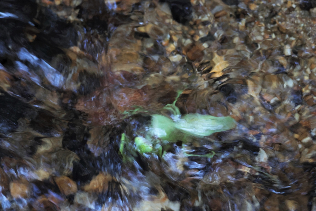 写真3 小川で流されるカマキリ（くろんど園地）