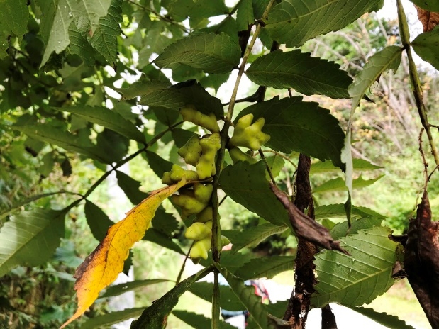 今日の生きもの：ヌルデの虫こぶ