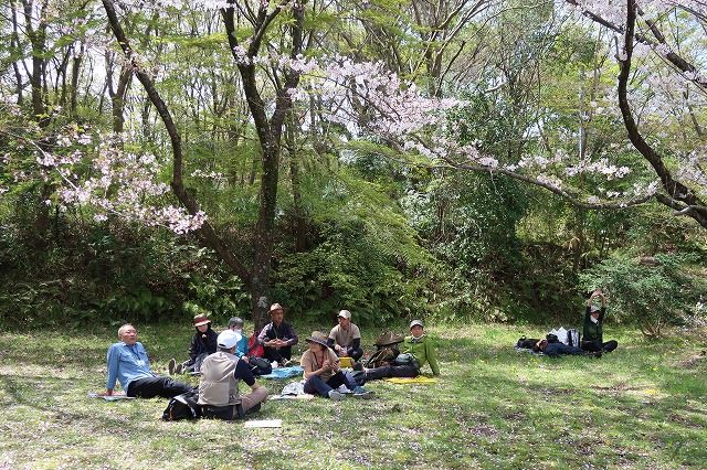 桜の下で昼食中