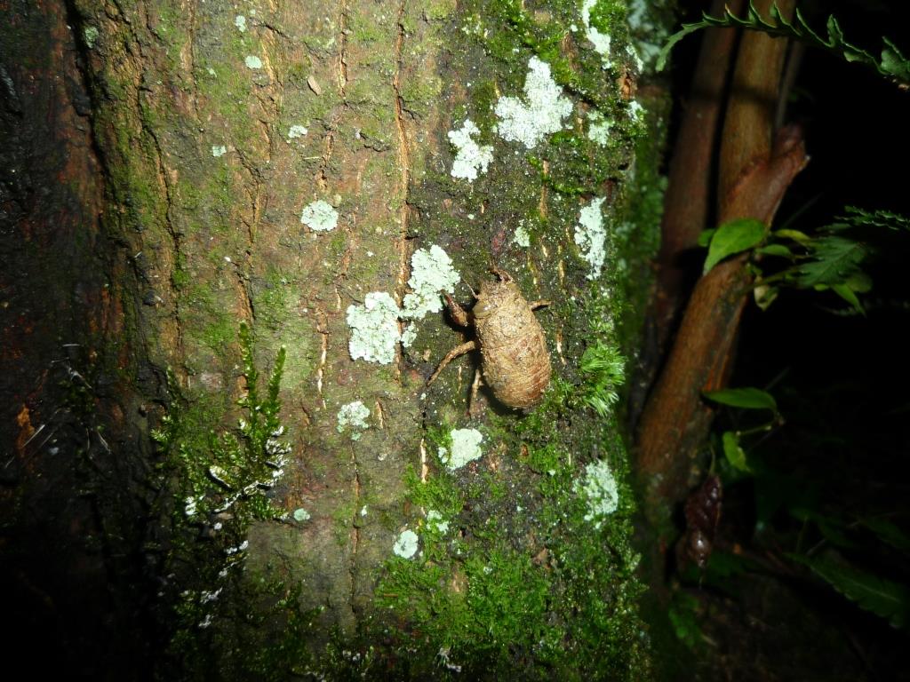 写真7. 木を登るニイニイゼミ終齢幼虫
