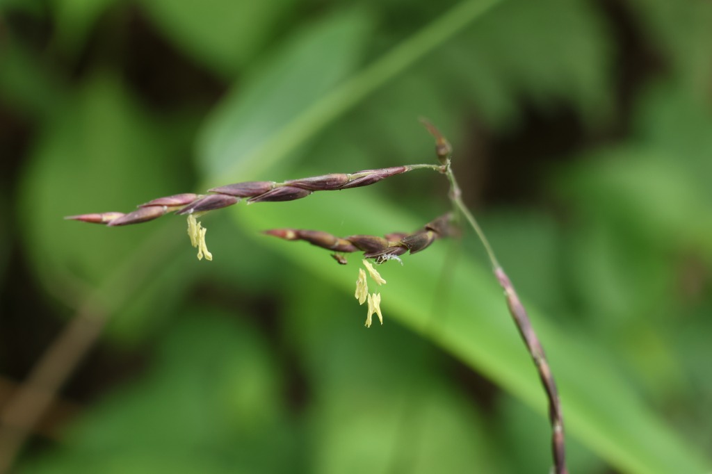 笹の花　数十年から100年以上の周期で１度だけ咲く。
