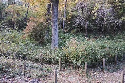 カタクリの森2作業前