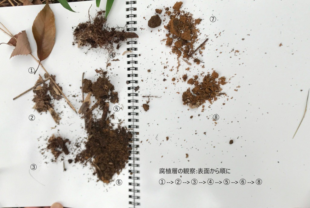 腐植層観察（深さ毎に整理）
