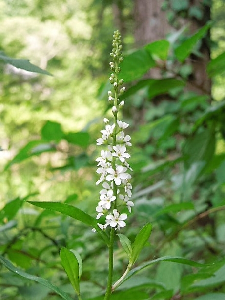 ヌマトラノオの花