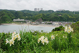 黄昏の丘より鵜原海岸を望む