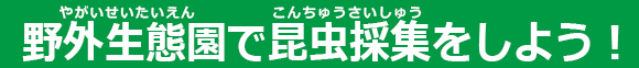 野外生態園で昆虫採集をしよう！