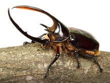 ネプチューンオオカブト