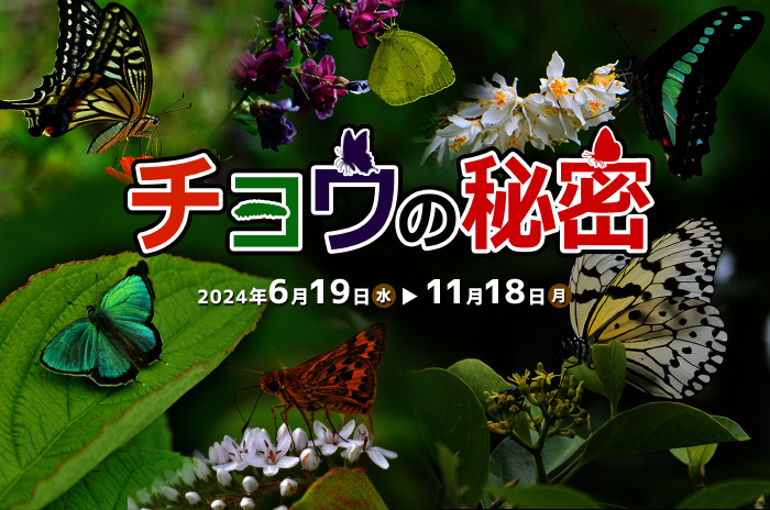 企画展「チョウの秘密」