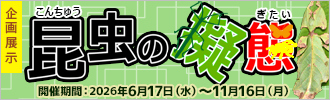 企画展示「昆虫の擬態」