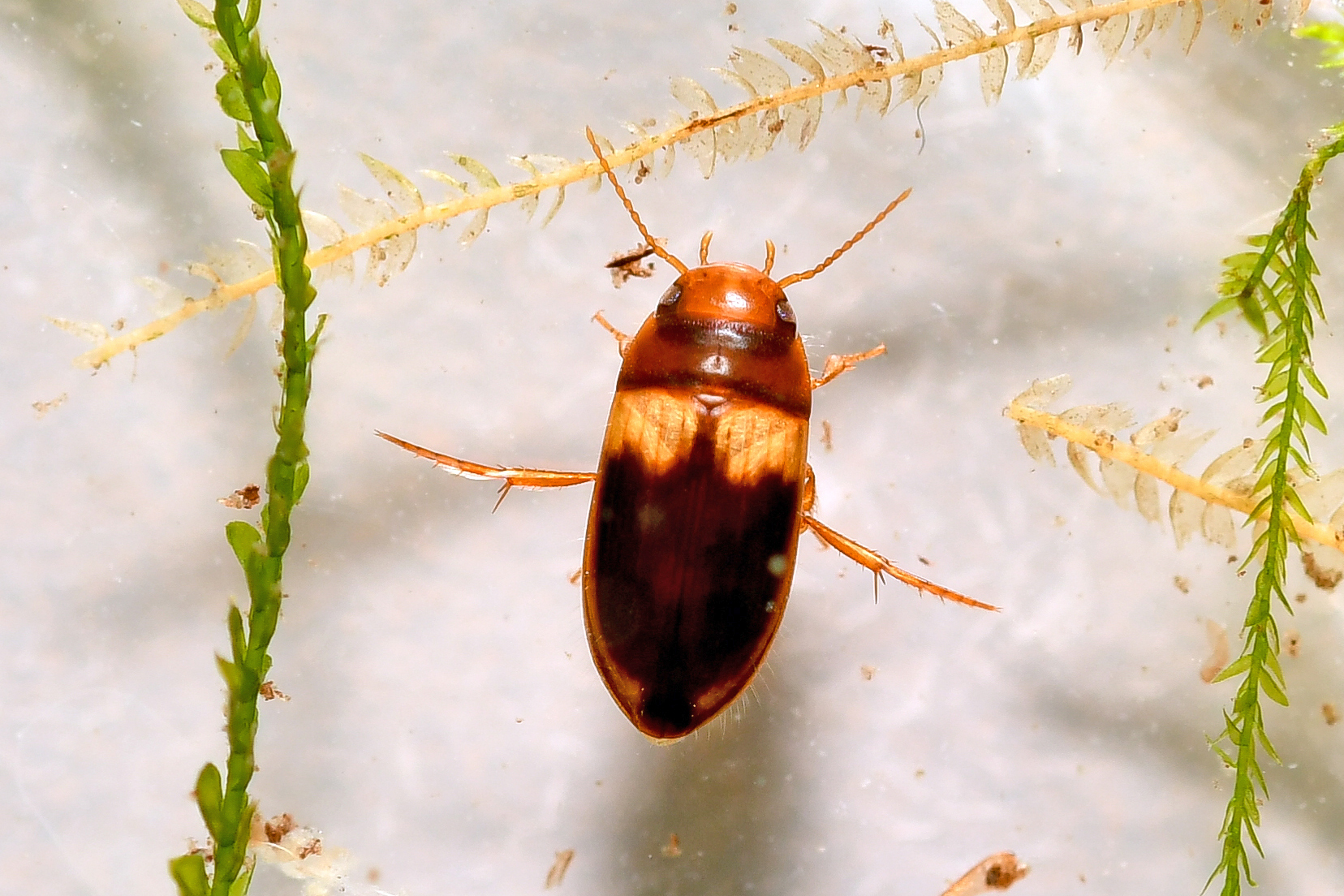 北海道産ゲンゴロウモドキ3♂2♀