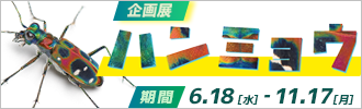 企画展「ハンミョウ」
