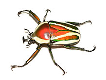アフリカオオカレエダカマキリ