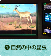自然の中の昆虫