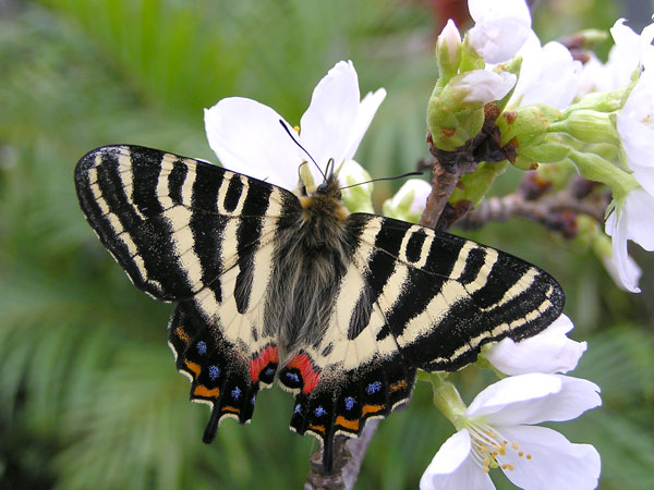啓蟄ミニ展示 春の女神 ギフチョウ展 石川県ふれあい昆虫館
