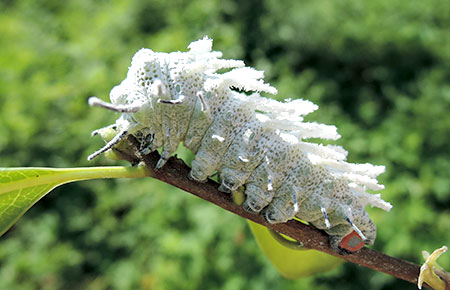 沖縄県外初展示 石川県ふれあい昆虫館