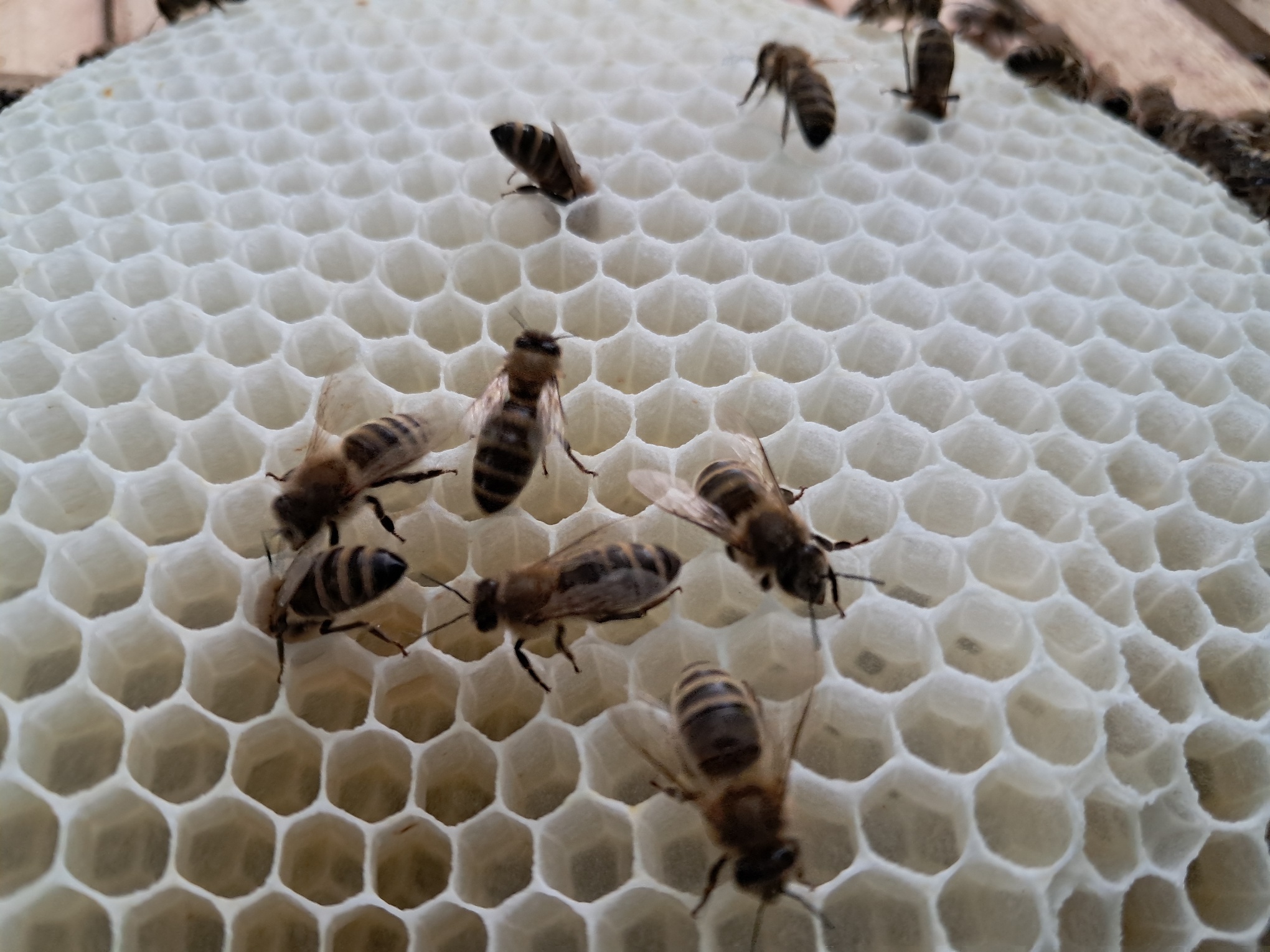 Bienen aktiv im Naturwabenbau