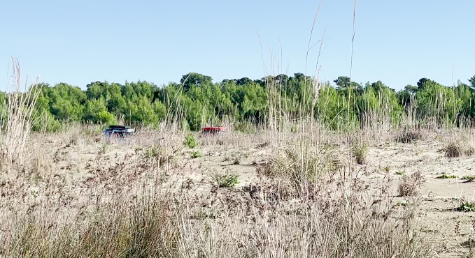 Danach wandern wir auf die andere Seite des Waldes, dort wo man die Meeresbrandung hört. Oh nein, im Moment fahren gerade drei Geländewagen durch den "Natur"-Park!!!