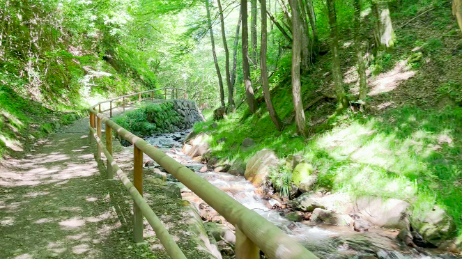 Ein wunderschöner Waldweg führt uns nach ...
