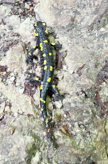 ... sehr abwechslungsreich. Wir haben noch das Gllück einen Feuersalamander zu treffen.