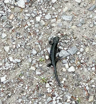 Auf Forststrassen wandern wir das Lechtal hinunter und treffen auf diesen Alpensalamander.
