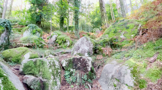 Durch einen bunten Mischwald geht es steil, bis zu 30% hoch.