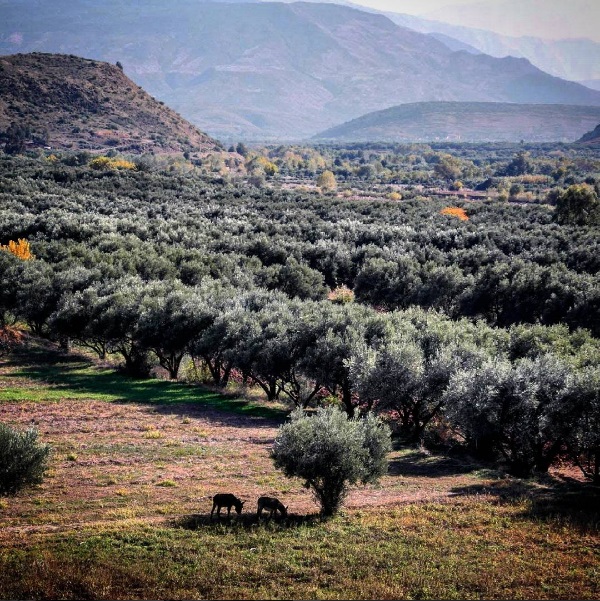 Les vallées berbères