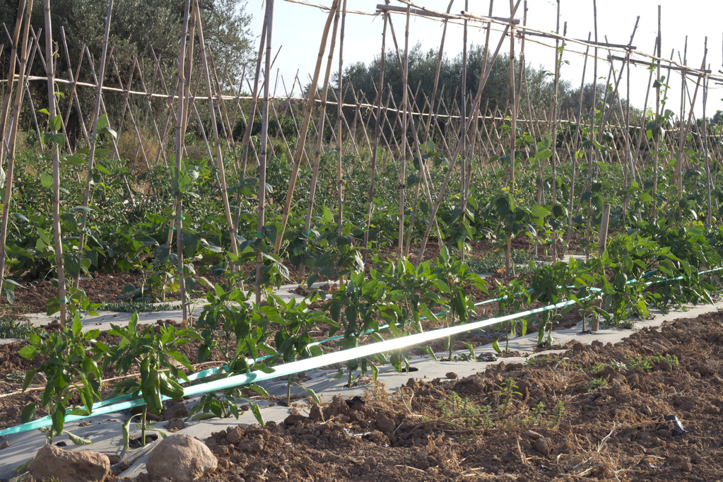 pimentons i  barraca de tomates ecoturis&Lapebrella