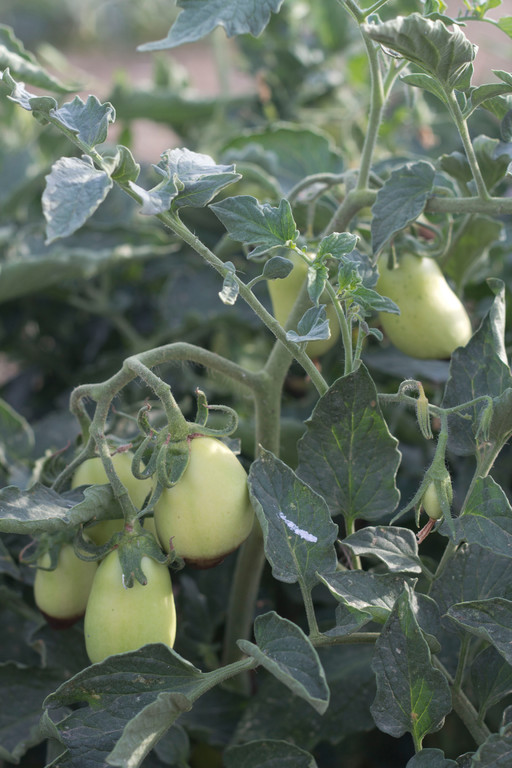 tomates de pruna ecoturis&Lapebrella