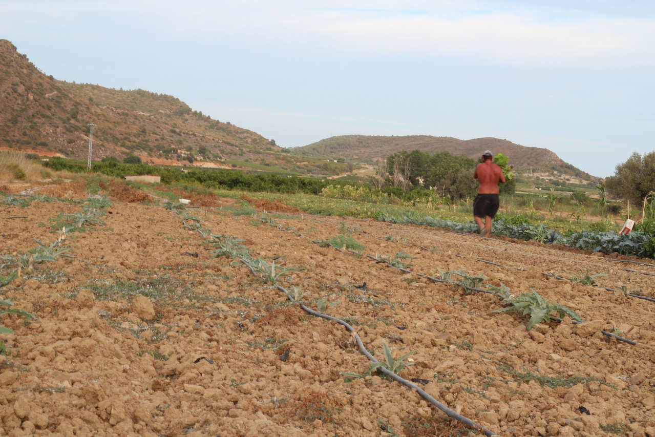 Recolectando lechugas para los pedidos