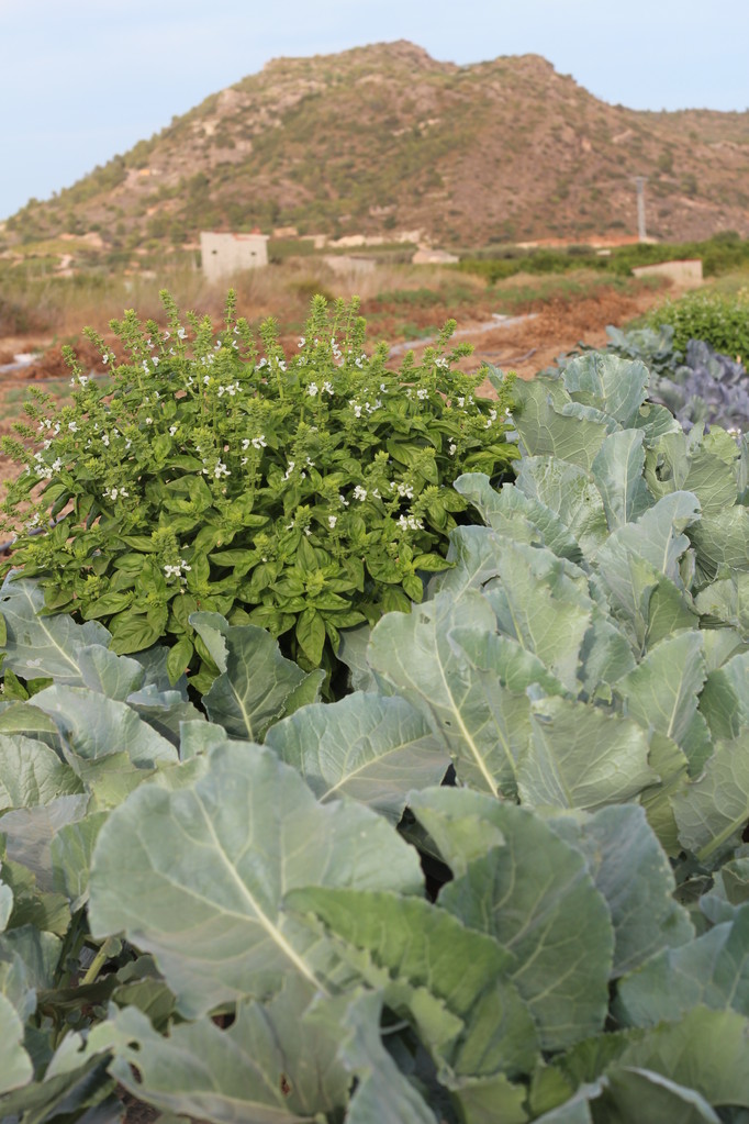 Les col-i-flors amb la alfabega