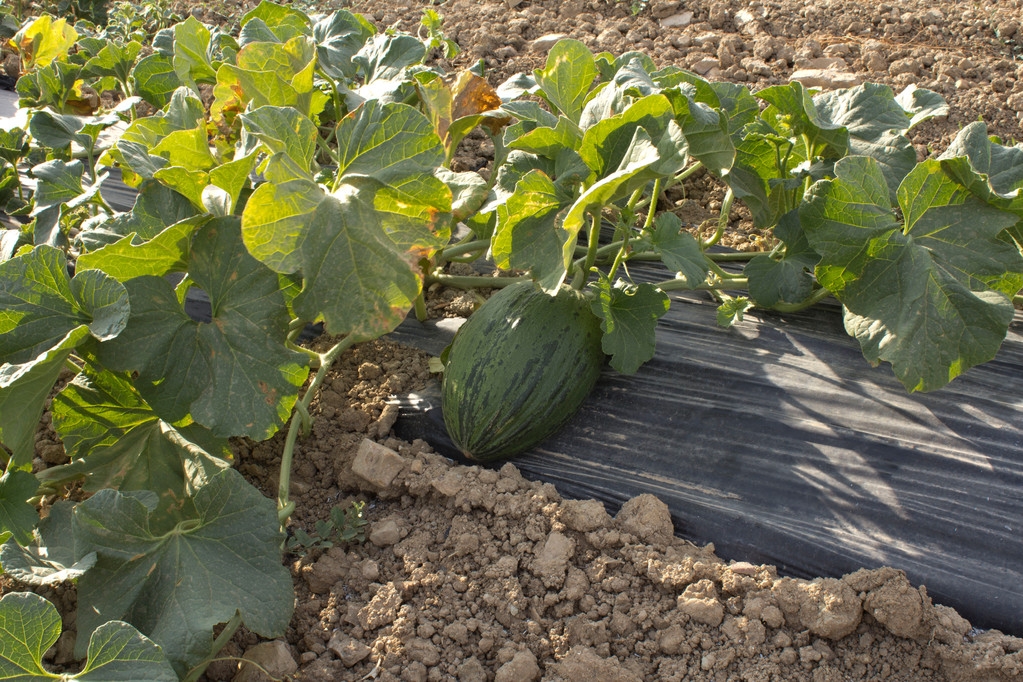 melons ecoturis&Lapebrella