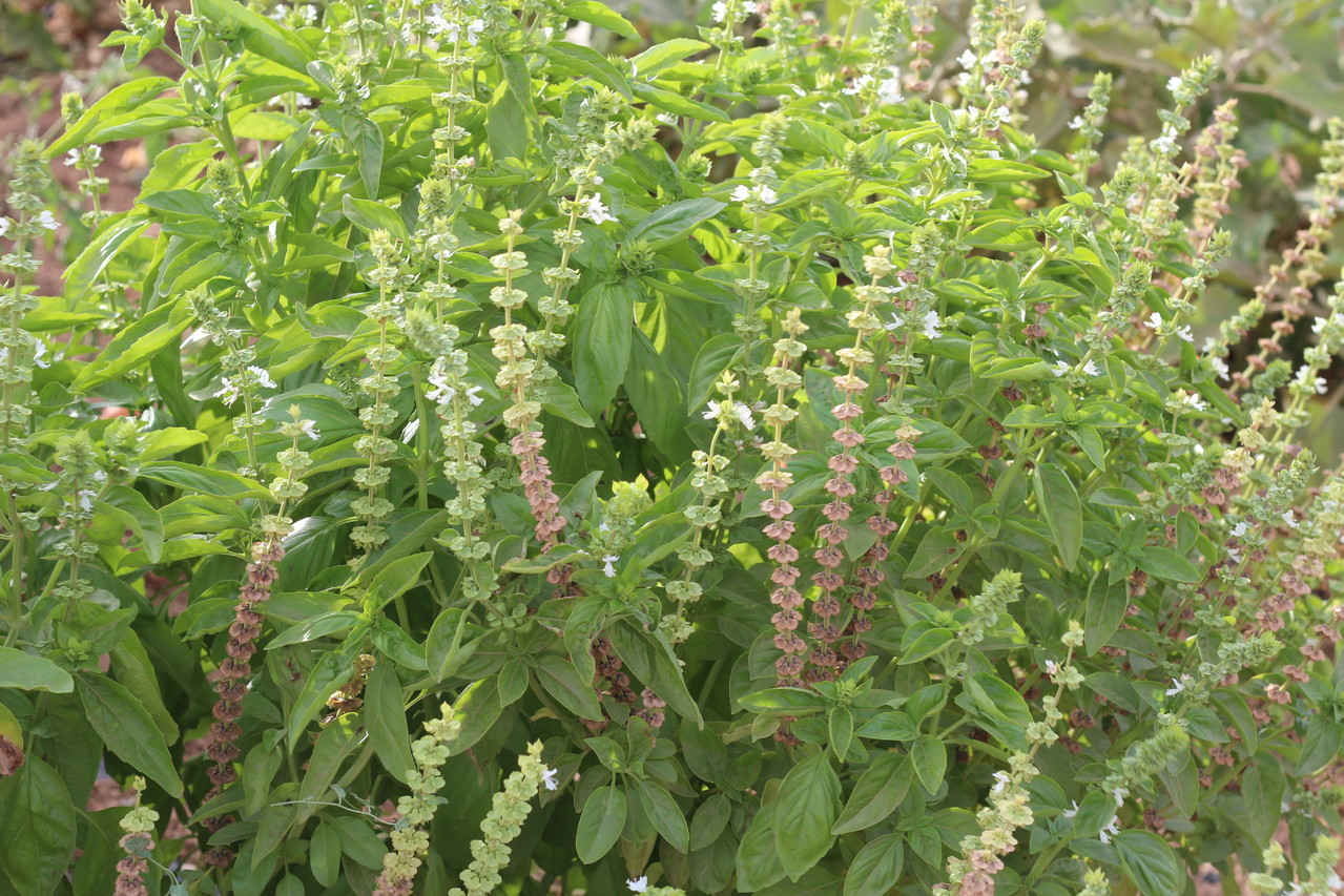 La albahaca para el pesto que preparan los amigos de Ecoturis